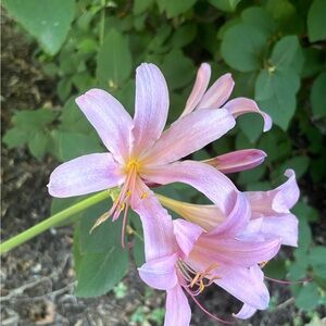 Meet your Posher, Elle